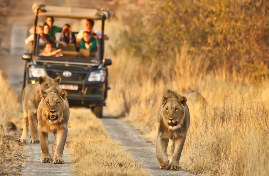 avrupadiyari.com güney afrika safari turu